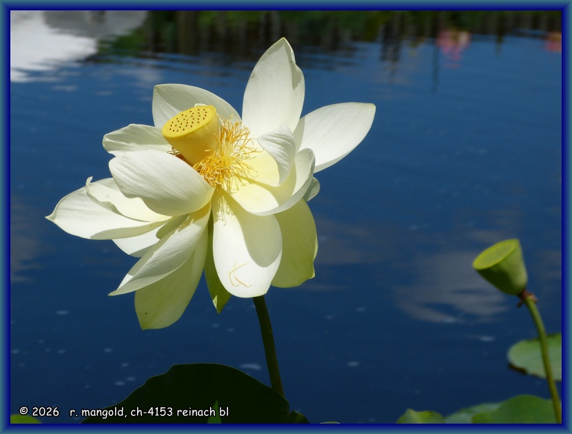 lotusbl&uuml;te in einem teich im ngatea water gardens (neuseeland nordinsel) am 19.02.2012