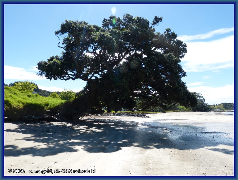 typisch gewachsener pōhutukawabaum am strand von whangaruru (neuseeland nordinsel) am 20.11.2017