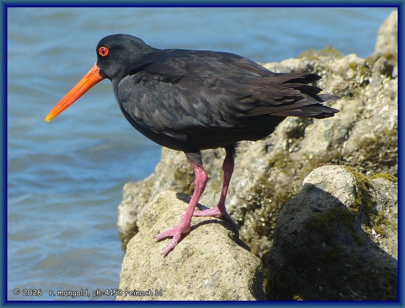 ein austernfischer auf einem fels in der anaura bay (neuseeland nordinsel) am 09.12.2017