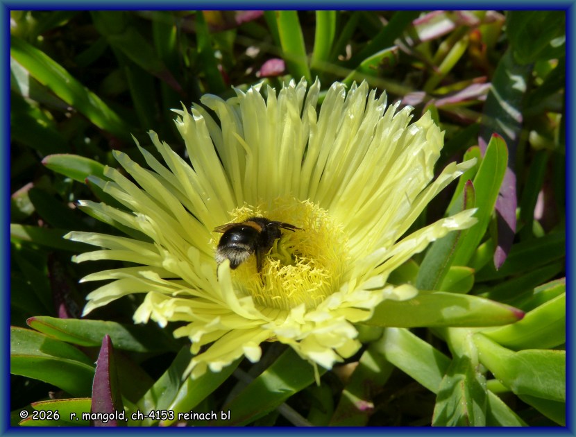 eine hummel bedient sich am nektar in einer mittagsblumen-bl�te, whangaruru (neuseeland nordinsel) am 20.11.2017