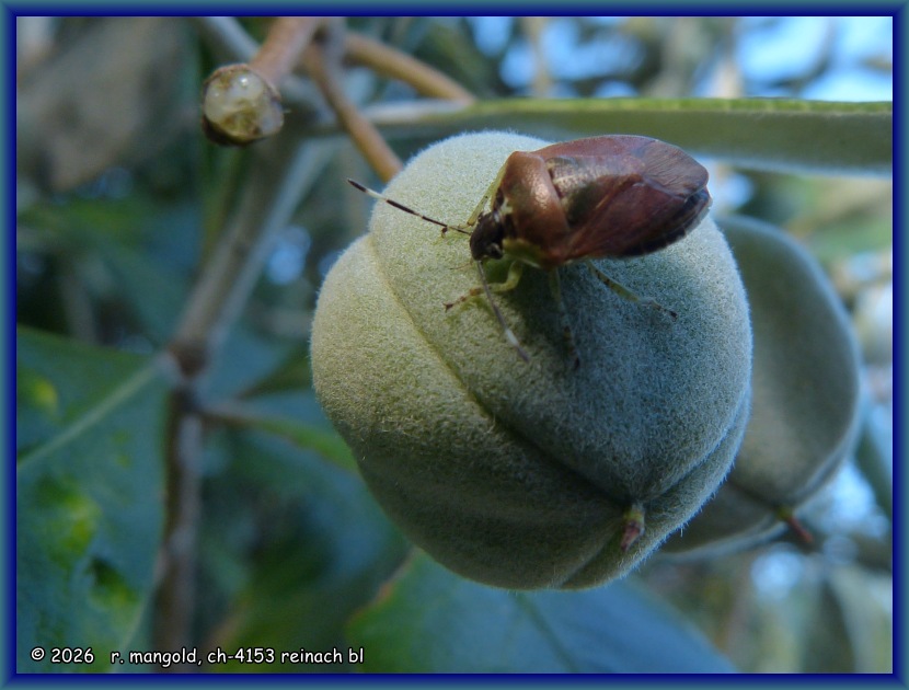 frucht einer dickbl&auml;ttrigen klebsame bei whangamata (neuseeland nordinsel) am 01.12.2017