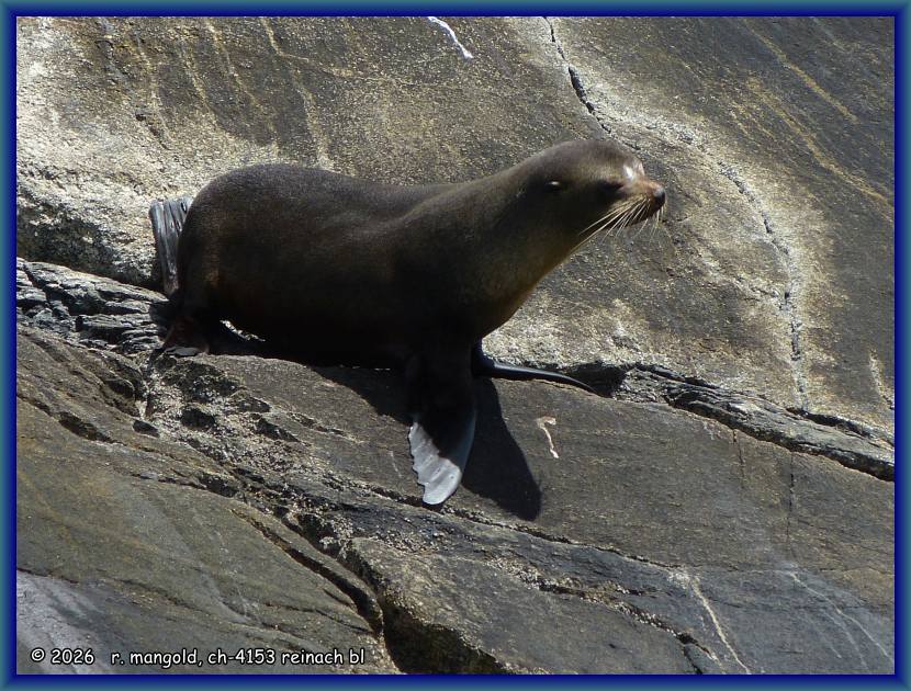 ein seel&ouml;we auf einer felsinsel am anfang des doubtful-sounds (neuseeland s&uuml;dinsel) am 14.01.2018