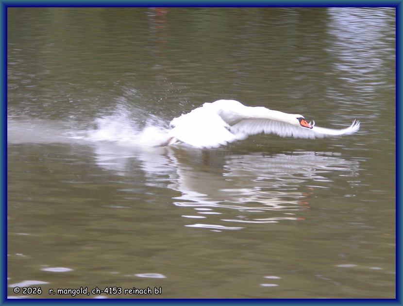 ein schwan beim wassern auf dem grossen teich in der gr&uuml;n 80 (bl schweiz) am 11.09.2005