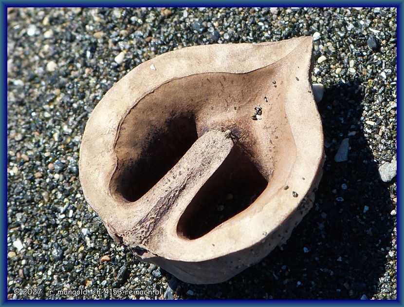 schalenh&auml;lfte einer schwarznuss am strand bei otaki (neuseeland nordinsel) am 17.12.2017