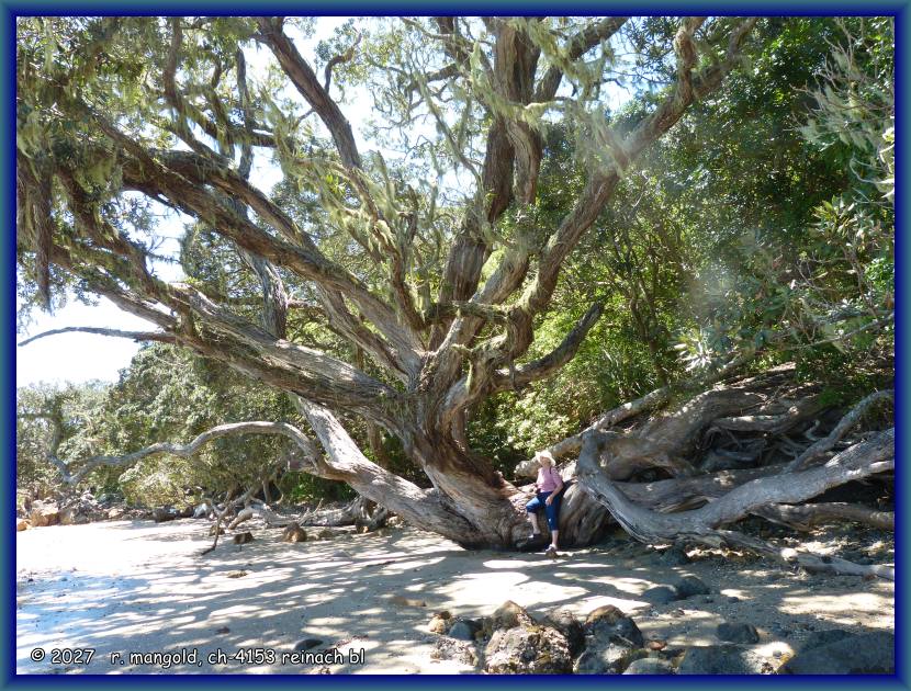 gr&ouml;ssenvergleich, rita bei einem pōhutukawa-baum am strand von whatuwhiwhi (neuseeland nordinsel) am 23.11.2017