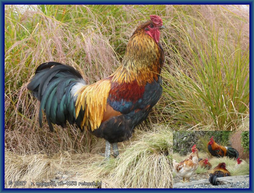 sch&ouml;ner, stolzer hahn mit seinen h&uuml;hnern an der blueskin-road oberhalb von port chalmers (neuseeland s&uuml;dinsel) am 20.01.2018
