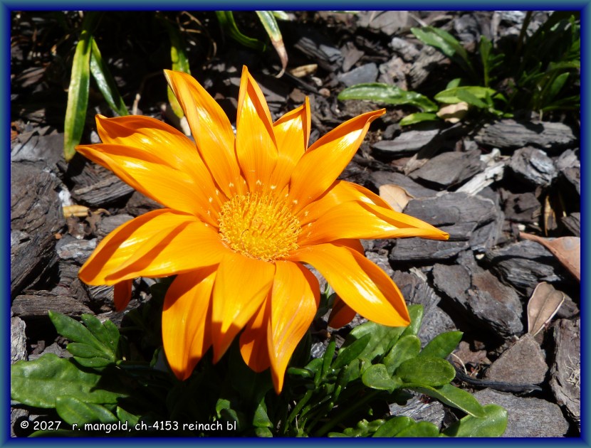 wundersch&ouml;n in der sonne leuchtende bl&uuml;te der schatzblume in carters beach (neuseeland nordinsel) am 28.12.2017