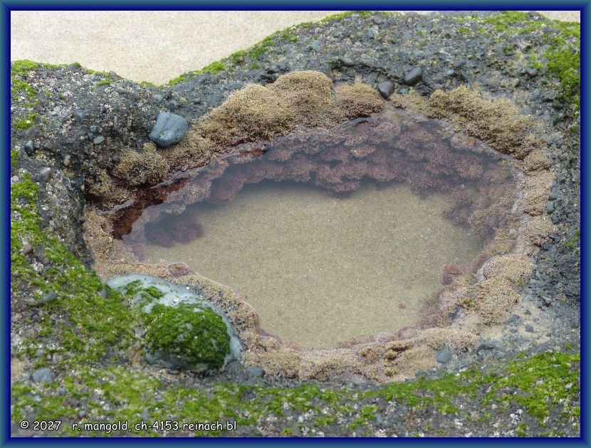 mit gemeinem korallenmoos bewachsener gezeitent&uuml;mpel in der martins beach bei omapere (neuseeland nordinsel) am 25.11.2017
