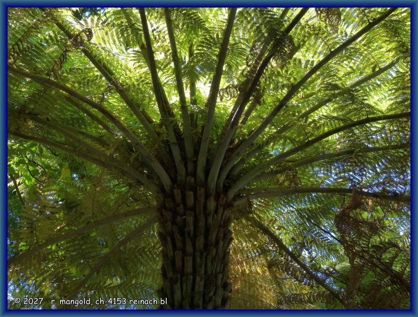 die krone einer 4 meter hohen farn-palme im hells gate-park (neuseeland nordinsel) am 06.12.2017