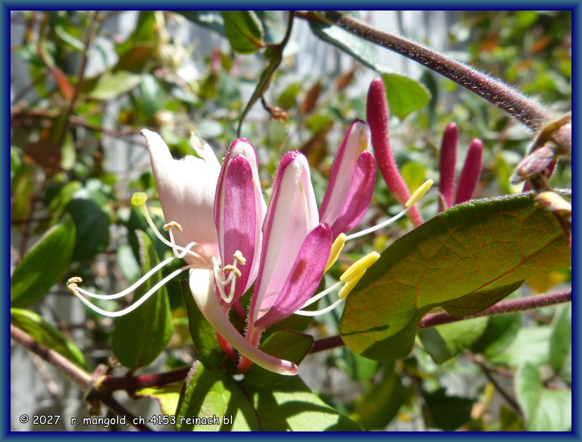 die rosarote form einer geissblattbl&uuml;te an einem strauch auf dem campingplatz bei mossburn (neuseeland s&uuml;dinsel) am 02.12.2017