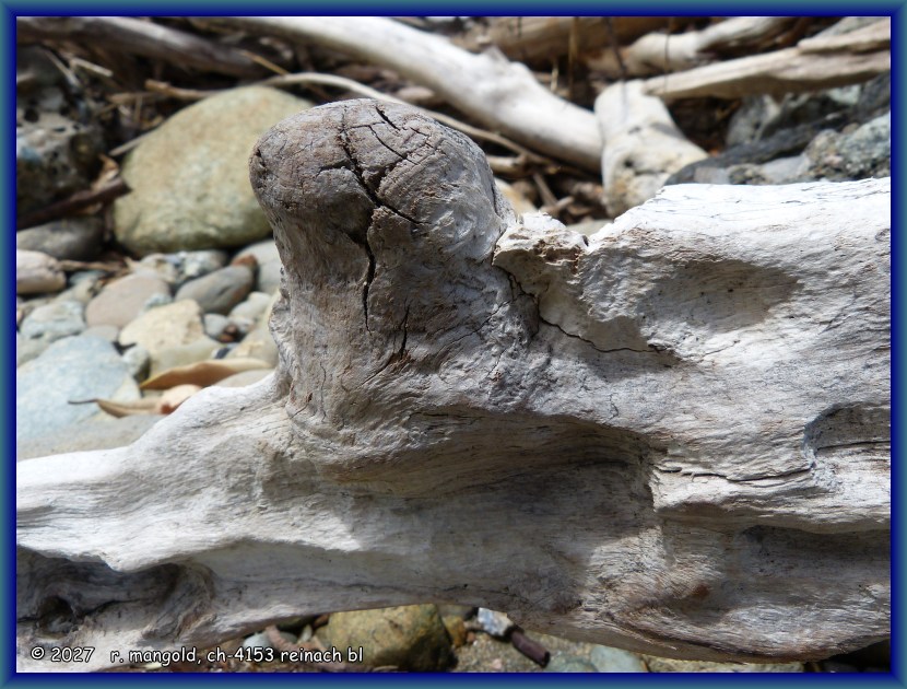 dieser astkopf hat sich der erosion durch sand und wasser widersetzt, am strand von pohara (neuseeland s&uuml;dinsel) am 23.12.2017