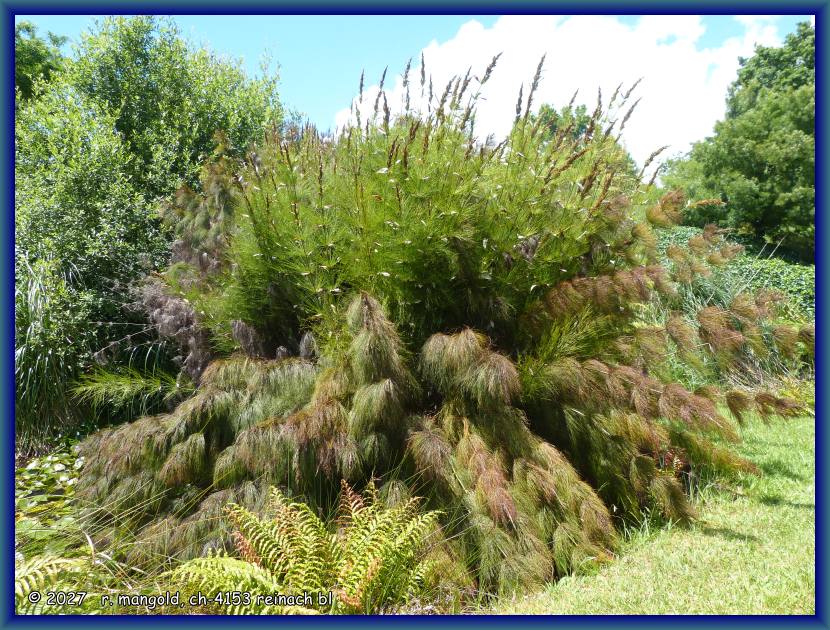 eine gruppe 3 meter hoher schachtelhalme im seerosengarten bei waihi (neuseeland nordinsel) am 02.12.2017