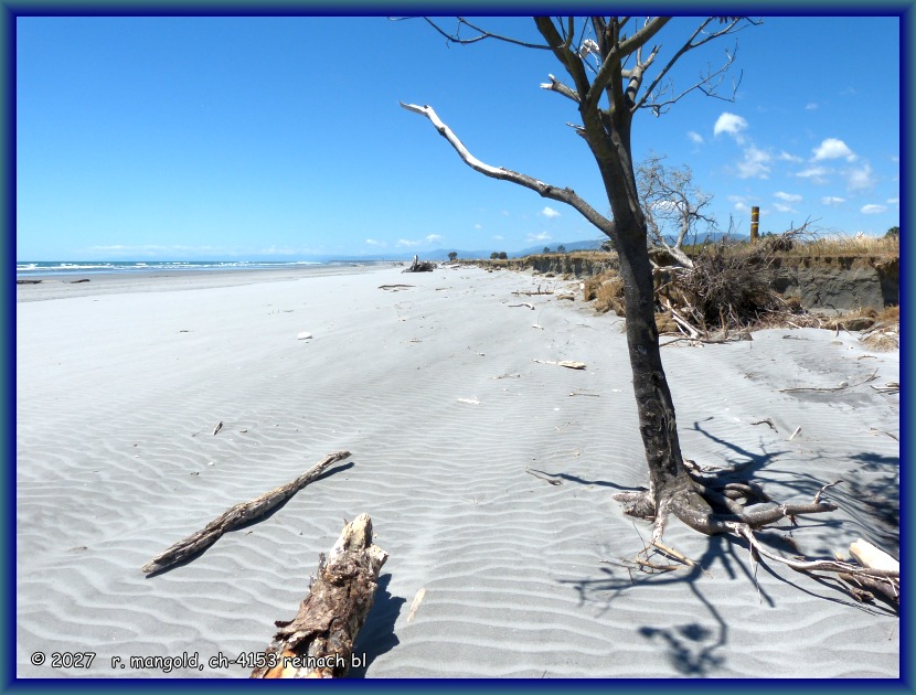 auf einer strandwanderung an der carters beach an einem wundersch&ouml;nen sommertag (neuseeland nordinsel) am 28.12.2017.