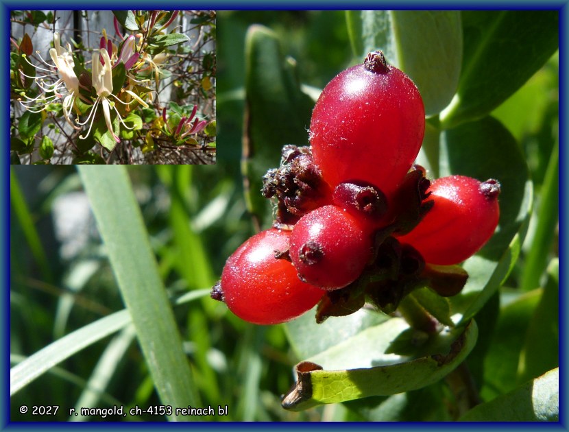 geissblattbeeren auf dem campingplatz in rakaia (neuseeland s&uuml;dinsel) am 02.01.2018