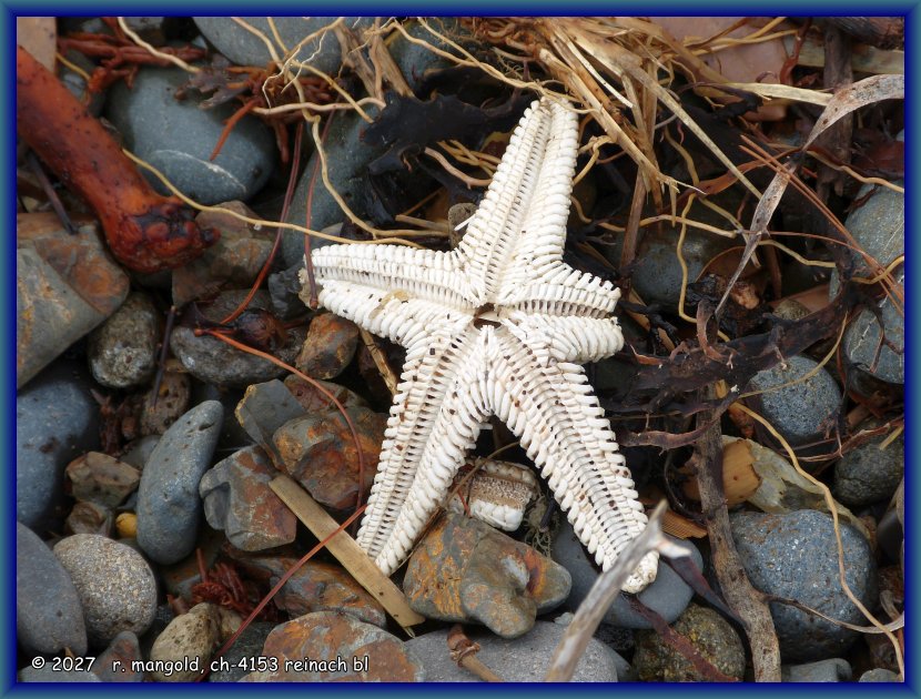 skelett eines seesterns am ufer an der colville road in der n�he von colville (neuseeland nordinsel) am 12.02.2018