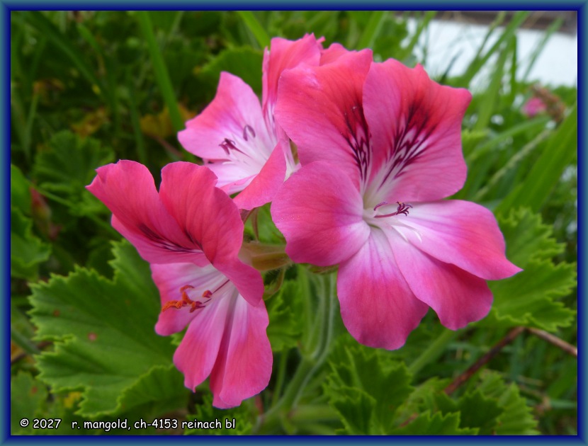 geranienbl&uuml;ten auf dem r&uuml;ckweg zum campingplatz in castle point (neuseeland nordinsel) am 01.02.2018