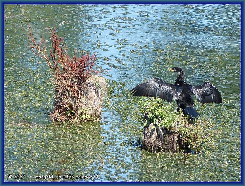 ein kormoran trocknet sein nasses gefieder auf einem grasb&uuml;schel im ōpaoa-river bei blenheim (neuseeland s&uuml;dinsel) am 29.01.2018