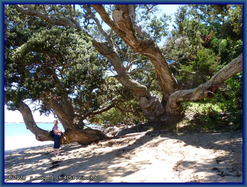 rita als vergleich der dimensionen eines pōhutukawa-baumes am strand von whatuwhiwhi (neuseeland nordinsel) am 23.11.2017