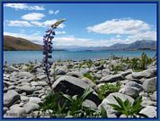 link zur bildergalerie von lake tekapo