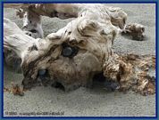 wochenbild-2026-02-16