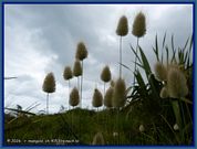 wochenbild-2026-08-10